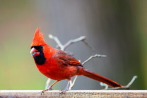 Northern Cardinal (Cardinalis cardinalis)    In the spring and early summer, cardinals will frequently attack windows and other reflective surfaces. They become so obsessed with defending their territories that they believe their reflection is an intruder.   Asheville Botanical Gardens, North Carolina, USA