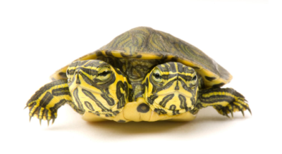 Two-headed yellow-bellied sliders (Trachemys scripta scripta) can be found in Atlantic drainages along the southeastern border of the United States. PHOTOGRAPH BY JOEL SARTORE, NATIONAL GEOGRAPHIC PHOTO ARK