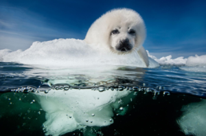 A harp seal pup called a whitecoat patiently waits for its mother to return in the Gulf of St. Lawrence, Canada. Pups are born on the ice in late February and nursed for 12 to 15 days until their mother abandons them to mate and migrate. The pup, fattened with enriched milk, will wait for its mother until hunger or weak ice forces it into the sea to learn how to swim and eat. Natural mortality is high in normal conditions, and we have witnessed the loss of over 90 percent of pups when storms have demolished weak ice in warmer than normal temperatures. —David Doubilet PHOTOGRAPH BY DAVID DOUBILET